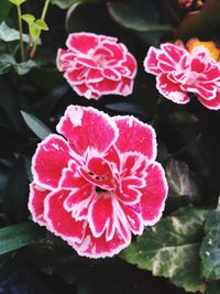 Close-up of pink flowers blooming outdoors