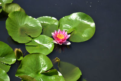 Close-up of water lily in pond