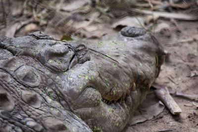 Close-up of lizard