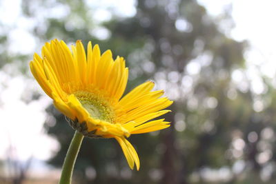 Close-up of yellow flower