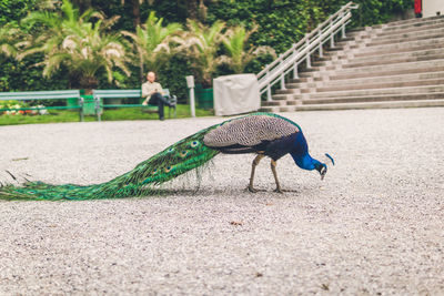 View of peacock on street