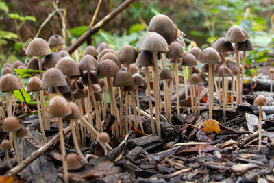 Close-up of mushrooms growing on field