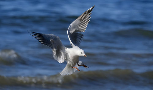 Seagull flying over sea