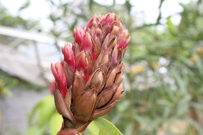 Close-up of pink rose flower bud