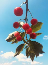 Close-up of red berries growing on tree against sky