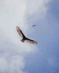 Low angle view of bird with spread wings flying in sky