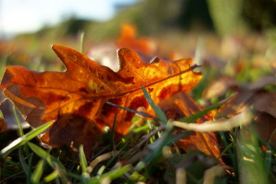 Close-up of orange maple leaf on land