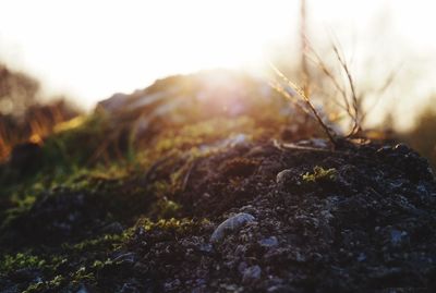 Close-up of moss on dirt against sky