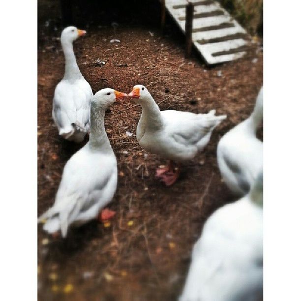 animal themes, transfer print, bird, auto post production filter, wildlife, animals in the wild, togetherness, domestic animals, two animals, medium group of animals, white color, three animals, outdoors, selective focus, nature, full length, high angle view, day, zoology, pigeon