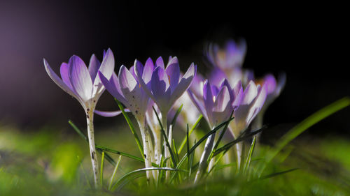 Close-up of purple crocus blooming outdoors