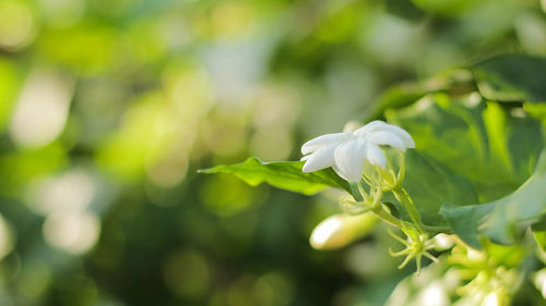 Close-up of white flowering plant