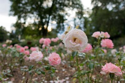 Close-up of pink flowers blooming outdoors