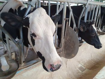 Close-up of cow in shed