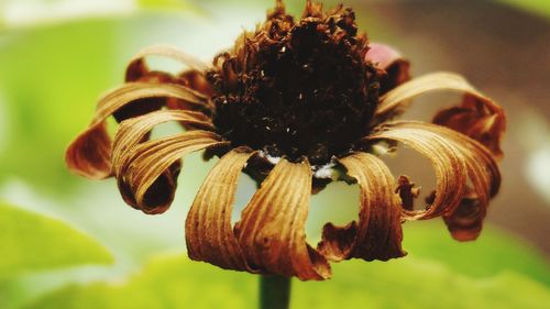 Close-up of wilted flower