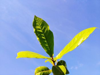 Low angle view of fresh green plant against blue sky