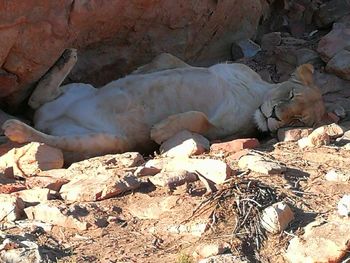 View of a cat resting on rock