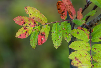 Close-up of leaves on plant during autumn