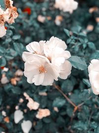 Close-up of white flowering plant