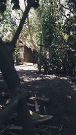 Close-up of bamboo trees in forest