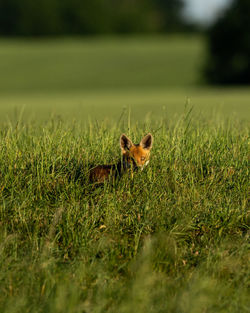 View of an animal on field