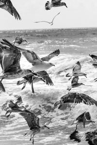 Seagulls flying against sea