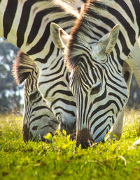 Close-up of zebra