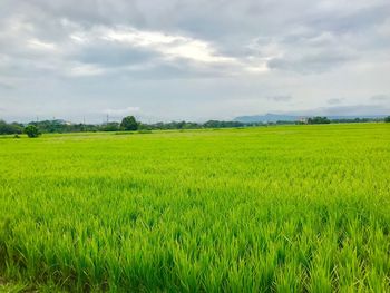 Scenic view of agricultural field against sky