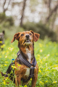 Portrait of dog