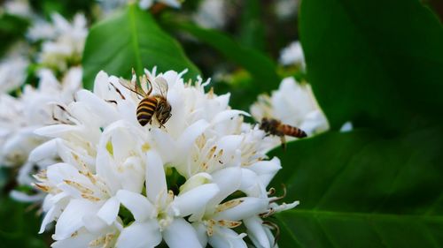 Close-up of bee on white flower