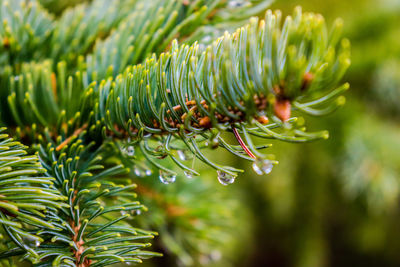 Close-up of raindrops on pine tree