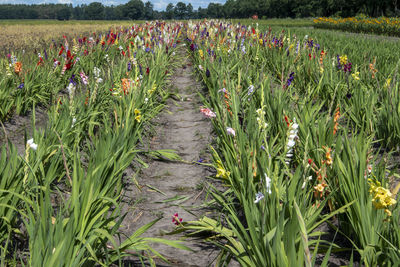 View of flowering plants growing on field