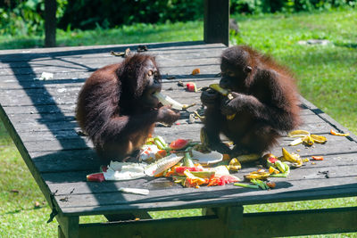 View of monkey eating food