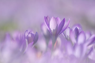 Close-up of purple crocus flowers