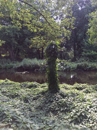 View of trees in forest