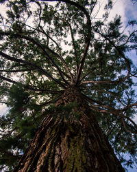 Low angle view of tree