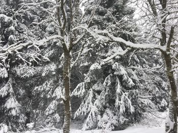 Full frame shot of frozen trees during winter