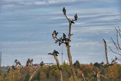 Birds perching on bare trees against fernsehturm