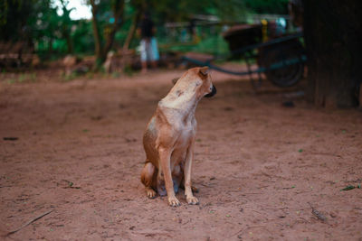 View of a dog on land