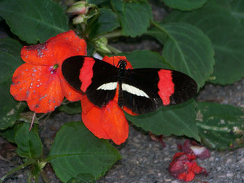 Close-up of red flowers