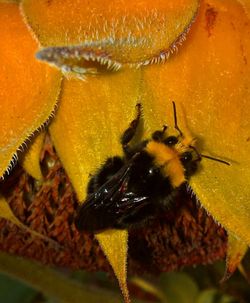 Close-up of bee pollinating on flower