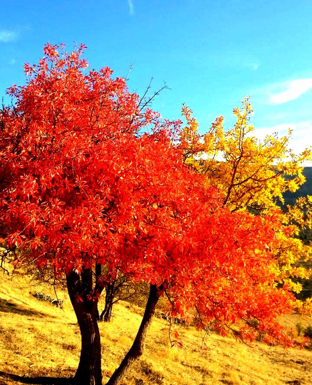 tree, autumn, change, nature, leaf, growth, beauty in nature, red, day, maple tree, outdoors, branch, tranquility, no people, maple leaf, sky, scenics, maple, close-up