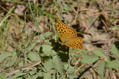 Close-up of butterfly pollinating flower