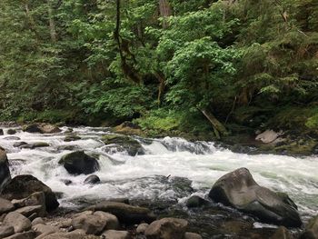 Scenic view of waterfall in forest