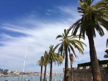 Low angle view of coconut palm trees against sky