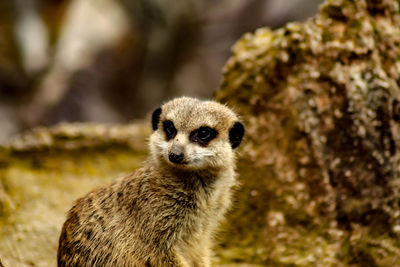 Close-up portrait of an animal