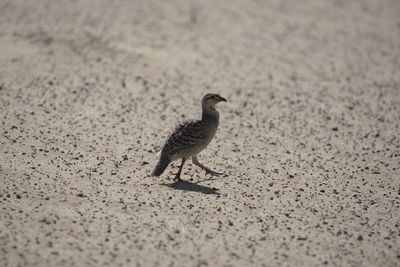 High angle view of bird on field