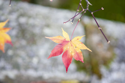 Close-up of red maple leaves on branch