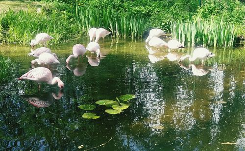 Swans swimming in lake