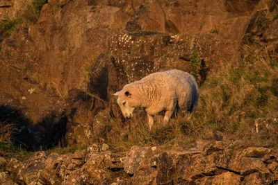 Side view of a sheep on rock