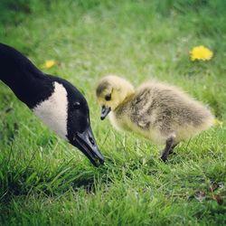 Close-up of canada goose with cygnet on grassy field